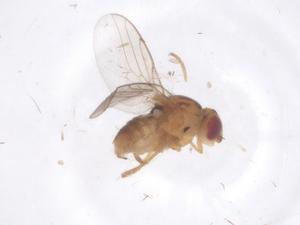  ( - CBG-B00153-H08)  @11 [ ] CreativeCommons - Attribution Share - Alike (2025) Centre for Biodiversity Genomics Centre for Biodiversity Genomics