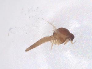  ( - CBG-B00171-E11)  @11 [ ] CreativeCommons - Attribution Share - Alike (2025) Centre for Biodiversity Genomics Centre for Biodiversity Genomics