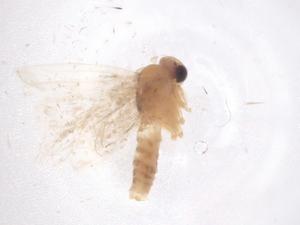  ( - CBG-B00171-H07)  @11 [ ] CreativeCommons - Attribution Share - Alike (2025) Centre for Biodiversity Genomics Centre for Biodiversity Genomics