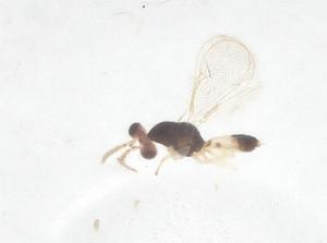  ( - CBG-B00172-B01)  @11 [ ] CreativeCommons - Attribution Share - Alike (2025) Centre for Biodiversity Genomics Centre for Biodiversity Genomics