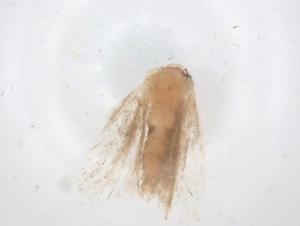  ( - CBG-B00172-C05)  @11 [ ] CreativeCommons - Attribution Share - Alike (2025) Centre for Biodiversity Genomics Centre for Biodiversity Genomics