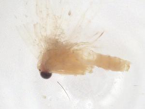  ( - CBG-B00172-H02)  @11 [ ] CreativeCommons - Attribution Share - Alike (2025) Centre for Biodiversity Genomics Centre for Biodiversity Genomics