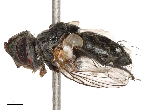  ( - CBG-B00188-A09)  @11 [ ] CreativeCommons - Attribution Share - Alike (2025) CBG Photography Group Centre for Biodiversity Genomics