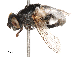  (Sarcophaga siciliensis - CBG-B00188-A12)  @11 [ ] CreativeCommons - Attribution Share - Alike (2025) CBG Photography Group Centre for Biodiversity Genomics