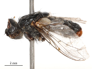  ( - CBG-B00188-B03)  @11 [ ] CreativeCommons - Attribution Share - Alike (2025) CBG Photography Group Centre for Biodiversity Genomics