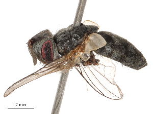  ( - CBG-B00188-B05)  @11 [ ] CreativeCommons - Attribution Share - Alike (2025) CBG Photography Group Centre for Biodiversity Genomics