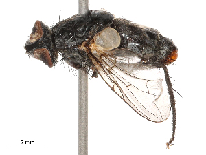  ( - CBG-B00188-B06)  @11 [ ] CreativeCommons - Attribution Share - Alike (2025) CBG Photography Group Centre for Biodiversity Genomics