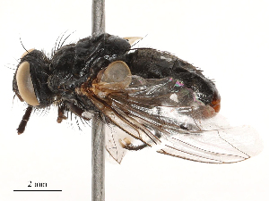  ( - CBG-B00188-B07)  @11 [ ] CreativeCommons - Attribution Share - Alike (2025) CBG Photography Group Centre for Biodiversity Genomics