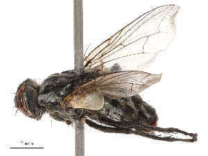  ( - CBG-B00188-B11)  @11 [ ] CreativeCommons - Attribution Share - Alike (2025) CBG Photography Group Centre for Biodiversity Genomics