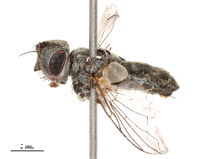  ( - CBG-B00188-C07)  @11 [ ] CreativeCommons - Attribution Share - Alike (2025) CBG Photography Group Centre for Biodiversity Genomics