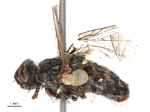  ( - CBG-B00188-C12)  @11 [ ] CreativeCommons - Attribution Share - Alike (2025) CBG Photography Group Centre for Biodiversity Genomics