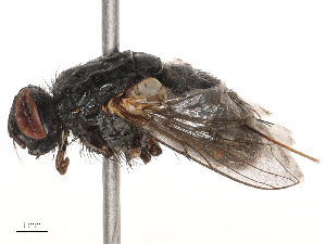  ( - CBG-B00188-D01)  @11 [ ] CreativeCommons - Attribution Share - Alike (2025) CBG Photography Group Centre for Biodiversity Genomics