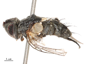  ( - CBG-B00188-E01)  @11 [ ] CreativeCommons - Attribution Share - Alike (2025) CBG Photography Group Centre for Biodiversity Genomics