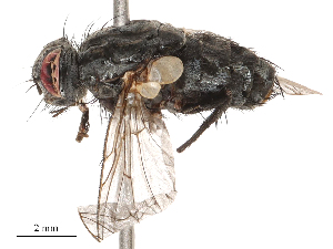  ( - CBG-B00188-E04)  @11 [ ] CreativeCommons - Attribution Share - Alike (2025) CBG Photography Group Centre for Biodiversity Genomics