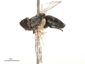  ( - CBG-B00188-F07)  @11 [ ] CreativeCommons - Attribution Share - Alike (2025) CBG Photography Group Centre for Biodiversity Genomics