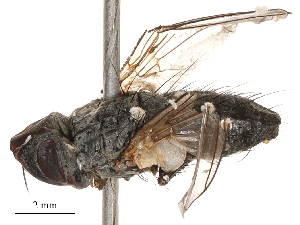  ( - CBG-B00188-F09)  @11 [ ] CreativeCommons - Attribution Share - Alike (2025) CBG Photography Group Centre for Biodiversity Genomics
