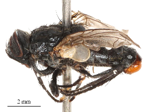  ( - CBG-B00188-F10)  @11 [ ] CreativeCommons - Attribution Share - Alike (2025) CBG Photography Group Centre for Biodiversity Genomics