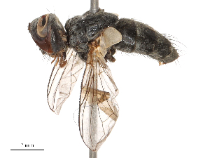  ( - CBG-B00188-G01)  @11 [ ] CreativeCommons - Attribution Share - Alike (2025) CBG Photography Group Centre for Biodiversity Genomics