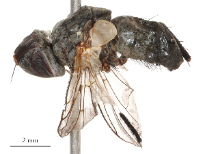  ( - CBG-B00188-G02)  @11 [ ] CreativeCommons - Attribution Share - Alike (2025) CBG Photography Group Centre for Biodiversity Genomics