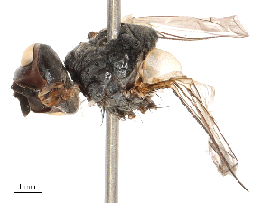  ( - CBG-B00188-G03)  @11 [ ] CreativeCommons - Attribution Share - Alike (2025) CBG Photography Group Centre for Biodiversity Genomics