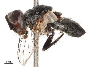  ( - CBG-B00188-H05)  @11 [ ] CreativeCommons - Attribution Share - Alike (2025) CBG Photography Group Centre for Biodiversity Genomics