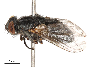  ( - CBG-B00189-A09)  @11 [ ] CreativeCommons - Attribution Share - Alike (2025) CBG Photography Group Centre for Biodiversity Genomics