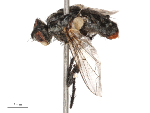  ( - CBG-B00189-A11)  @11 [ ] CreativeCommons - Attribution Share - Alike (2025) CBG Photography Group Centre for Biodiversity Genomics