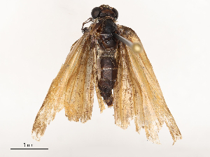  ( - CBG-B00189-B06)  @11 [ ] CreativeCommons - Attribution Share - Alike (2025) CBG Photography Group Centre for Biodiversity Genomics
