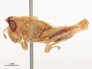  ( - CBG-B00189-C03)  @11 [ ] CreativeCommons - Attribution Share - Alike (2025) CBG Photography Group Centre for Biodiversity Genomics