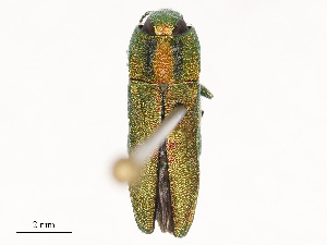  ( - CBG-B00189-C04)  @11 [ ] CreativeCommons - Attribution Share - Alike (2025) CBG Photography Group Centre for Biodiversity Genomics