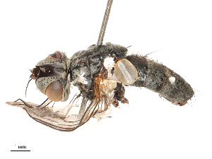  ( - CBG-B00189-E01)  @11 [ ] CreativeCommons - Attribution Share - Alike (2025) CBG Photography Group Centre for Biodiversity Genomics