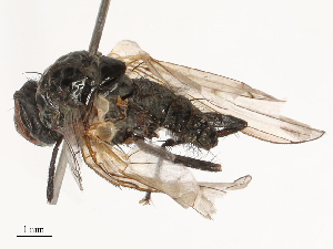  ( - CBG-B00189-F02)  @11 [ ] CreativeCommons - Attribution Share - Alike (2025) CBG Photography Group Centre for Biodiversity Genomics