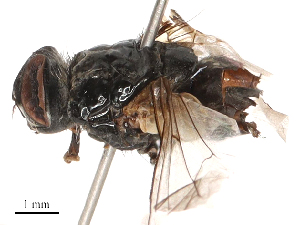  ( - CBG-B00189-H03)  @11 [ ] CreativeCommons - Attribution Share - Alike (2025) CBG Photography Group Centre for Biodiversity Genomics