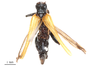  ( - CBG-B00190-B12)  @11 [ ] CreativeCommons - Attribution Share - Alike (2025) CBG Photography Group Centre for Biodiversity Genomics