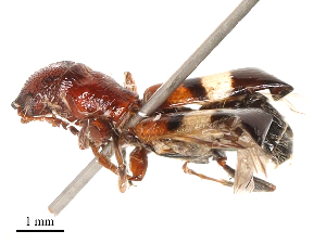  ( - CBG-B00190-C12)  @11 [ ] CreativeCommons - Attribution Share - Alike (2025) CBG Photography Group Centre for Biodiversity Genomics