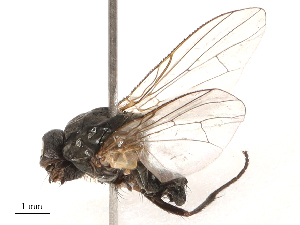  ( - CBG-B00190-H09)  @11 [ ] CreativeCommons - Attribution Share - Alike (2025) CBG Photography Group Centre for Biodiversity Genomics