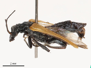  ( - CBG-B00191-B06)  @11 [ ] CreativeCommons - Attribution Share - Alike (2025) CBG Photography Group Centre for Biodiversity Genomics