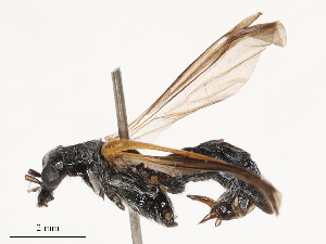  ( - CBG-B00191-B11)  @11 [ ] CreativeCommons - Attribution Share - Alike (2025) CBG Photography Group Centre for Biodiversity Genomics