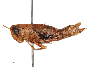  ( - CBG-B00191-D03)  @11 [ ] CreativeCommons - Attribution Share - Alike (2025) CBG Photography Group Centre for Biodiversity Genomics