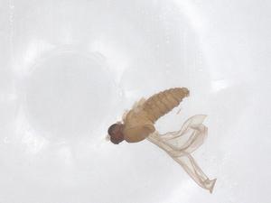  ( - CBG-B00279-E08)  @11 [ ] CreativeCommons - Attribution Share - Alike (2025) Centre for Biodiversity Genomics Centre for Biodiversity Genomics