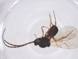  ( - CBG-B01155-C10)  @11 [ ] CreativeCommons - Attribution Share - Alike (2025) Centre for Biodiversity Genomics Centre for Biodiversity Genomics