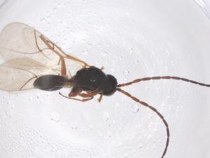  ( - CBG-B01155-H11)  @11 [ ] CreativeCommons - Attribution Share - Alike (2025) Centre for Biodiversity Genomics Centre for Biodiversity Genomics