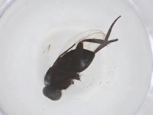  ( - CBG-B01156-B07)  @11 [ ] CreativeCommons - Attribution Share - Alike (2025) Centre for Biodiversity Genomics Centre for Biodiversity Genomics