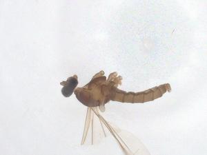  ( - CBG-B01158-B04)  @11 [ ] CreativeCommons - Attribution Share - Alike (2025) Centre for Biodiversity Genomics Centre for Biodiversity Genomics