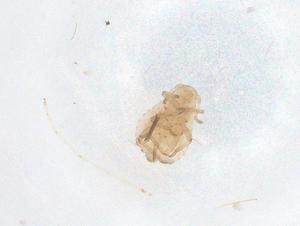  ( - CBG-B01158-B06)  @11 [ ] CreativeCommons - Attribution Share - Alike (2025) Centre for Biodiversity Genomics Centre for Biodiversity Genomics