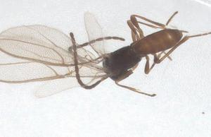  ( - CBG-B01158-C01)  @11 [ ] CreativeCommons - Attribution Share - Alike (2025) Centre for Biodiversity Genomics Centre for Biodiversity Genomics