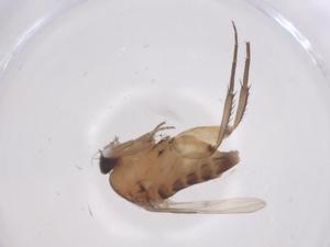  ( - CBG-B01910-E04)  @11 [ ] CreativeCommons - Attribution Share - Alike (2025) Centre for Biodiversity Genomics Centre for Biodiversity Genomics