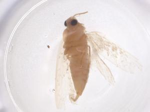  ( - CBG-B01910-H01)  @11 [ ] CreativeCommons - Attribution Share - Alike (2025) Centre for Biodiversity Genomics Centre for Biodiversity Genomics