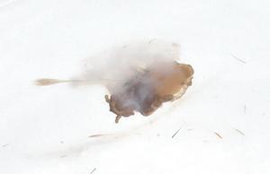  ( - CBG-B01911-D01)  @11 [ ] CreativeCommons - Attribution Share - Alike (2025) Centre for Biodiversity Genomics Centre for Biodiversity Genomics