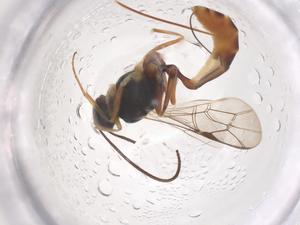  ( - CBG-B01970-H04)  @11 [ ] CreativeCommons - Attribution Share - Alike (2025) Centre for Biodiversity Genomics Centre for Biodiversity Genomics